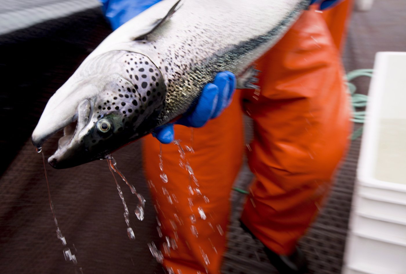 Environ 400 000 saumons morts dans trois fermes piscicoles de Terre-Neuve