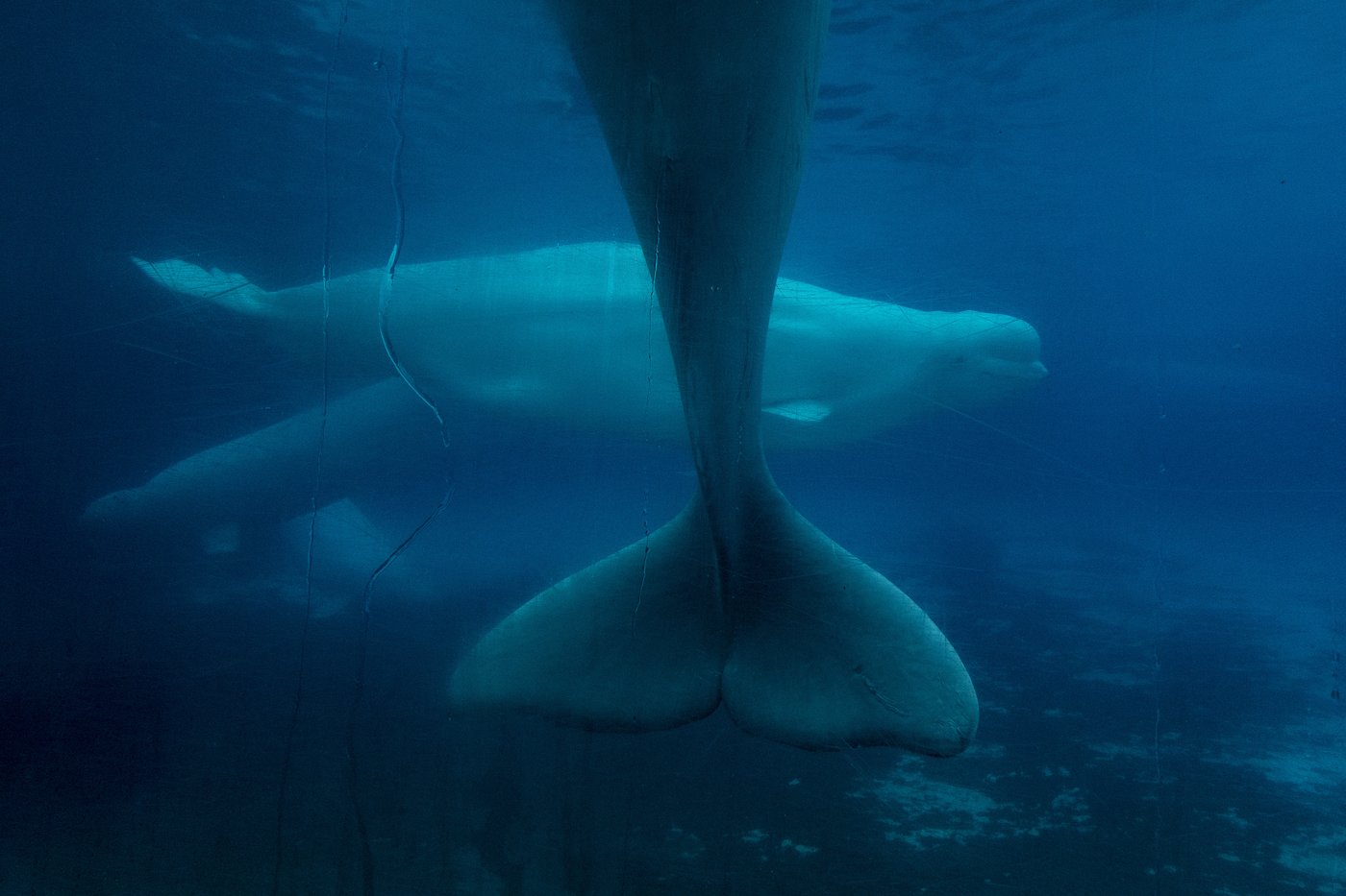 Ottawa rejette la demande de Marineland d'exporter ses bélugas restants vers la Chine