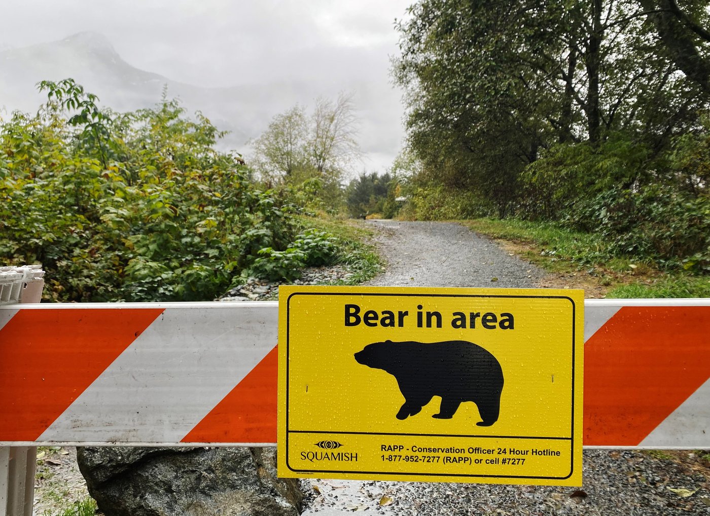 Les plans de déplacement du grizzli Tex étaient en cours avant qu'il ne soit tué