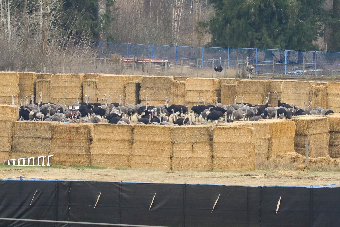 L'abattage des autruches a commencé sur une ferme de la Colombie-Britannique
