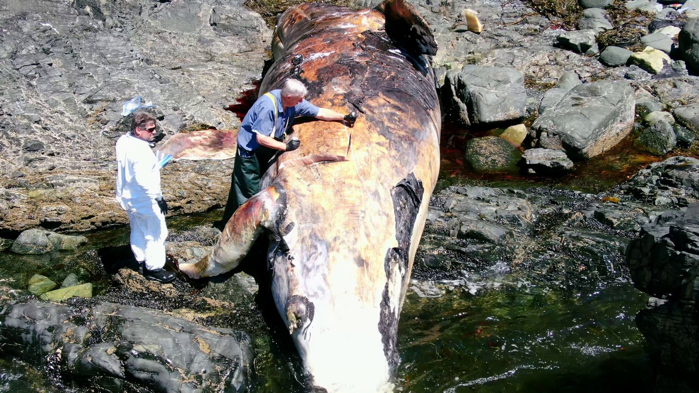 Un pathologiste ayant examiné plus de 2000 baleines aborde son travail avec humilité