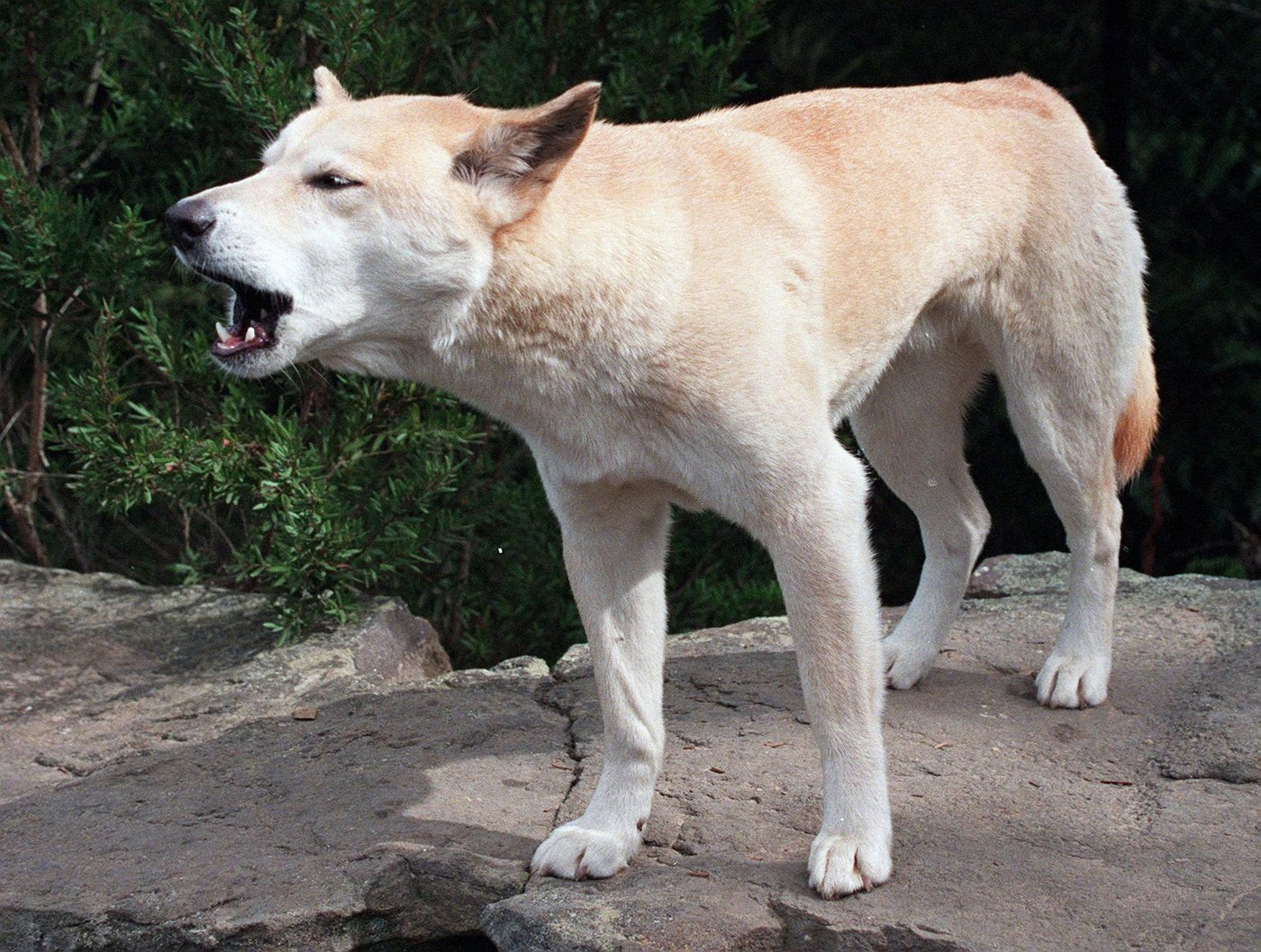 Alerte: L'Australie va abattre les dingos ayant encerclé le corps d'une Canadienne