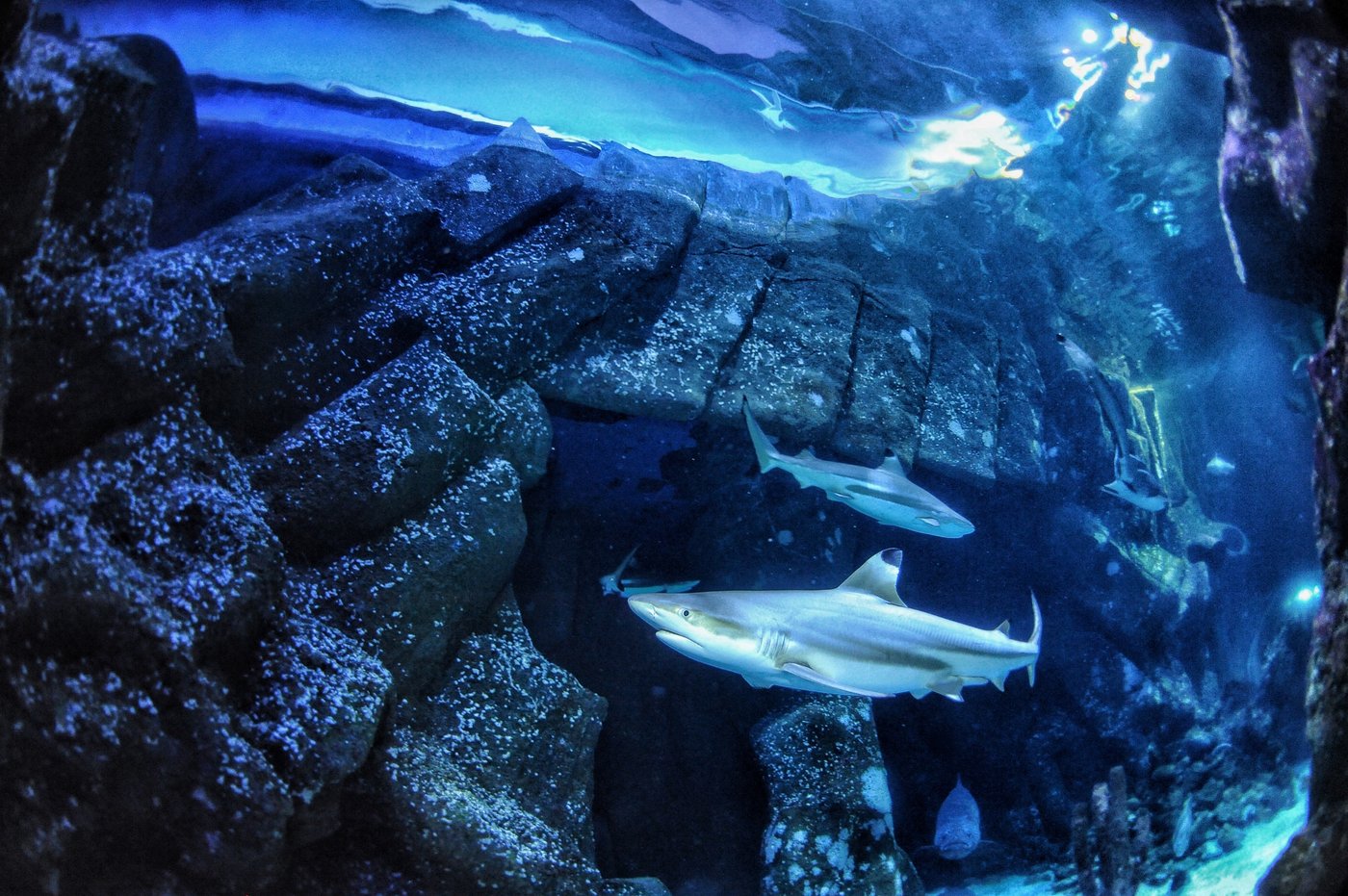 L'acidification de l'océan menacerait la survie des requins et de leurs dents