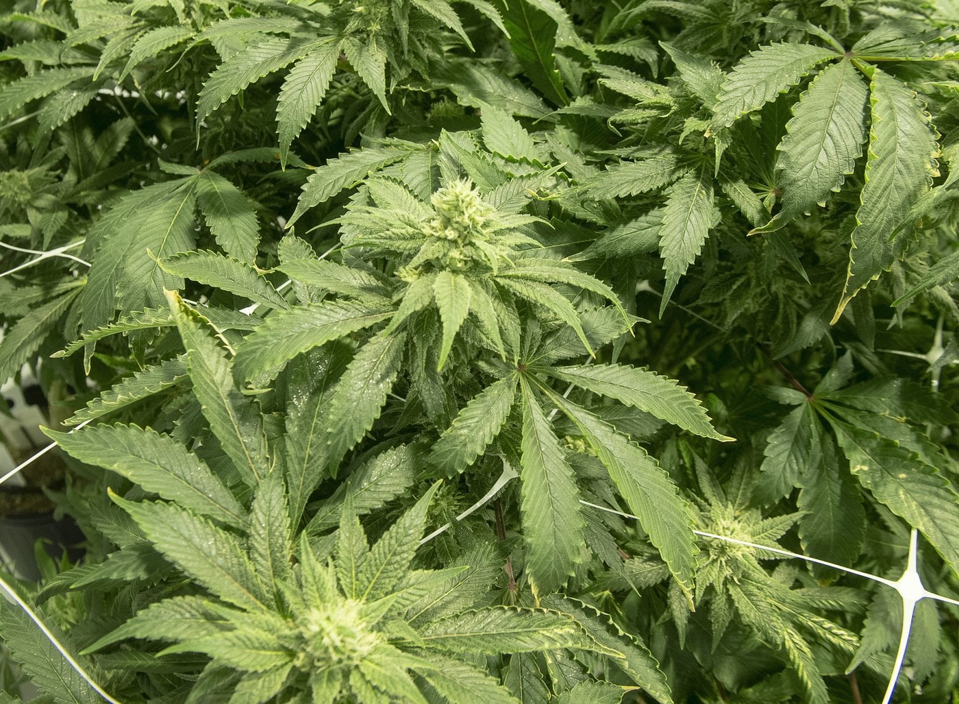 L'automédication avec le cannabis pourrait mener à une aggravation des symptômes