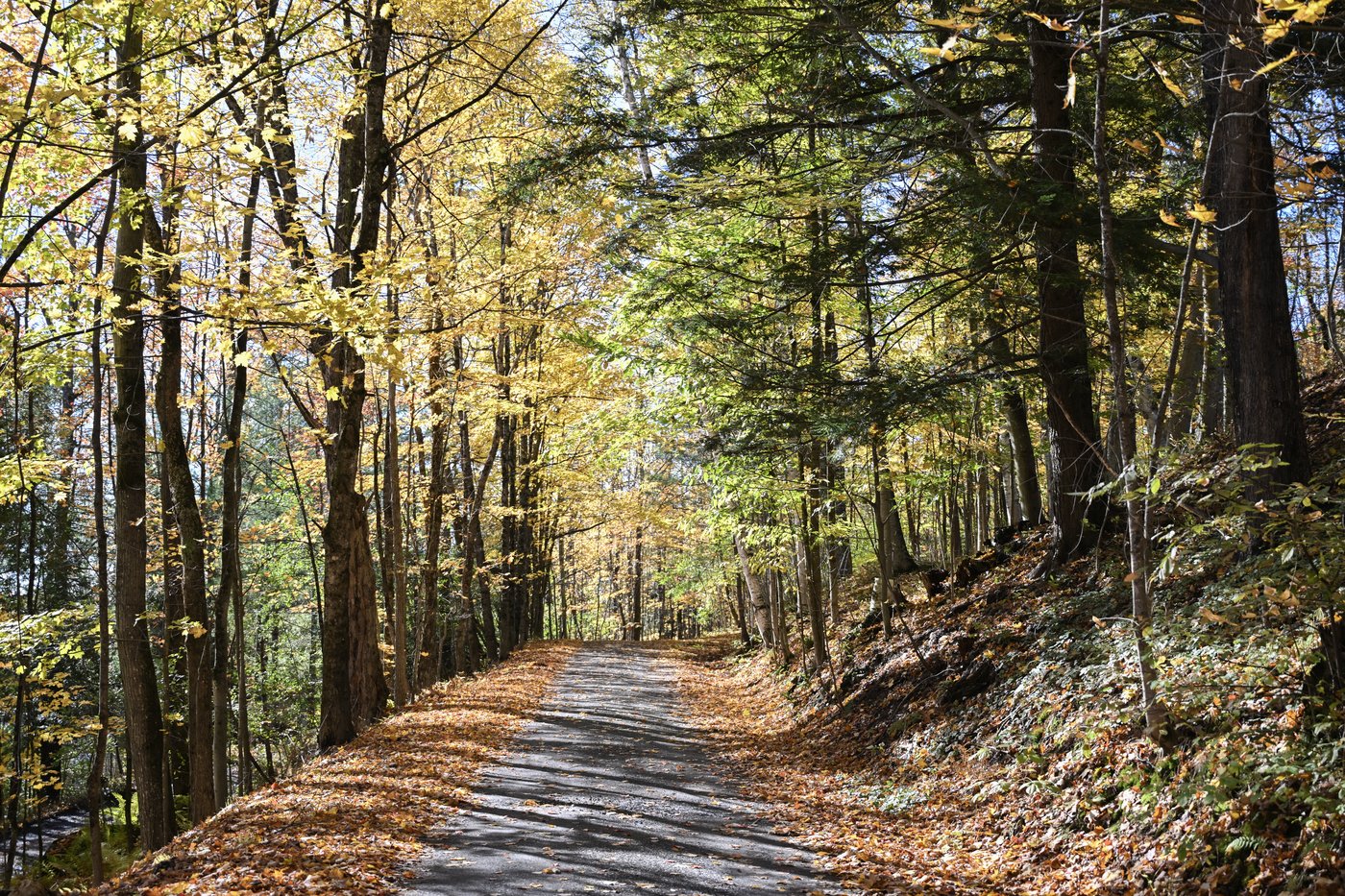 Le président du 47e Salon de la forêt fait preuve d'optimisme sur l'avenir