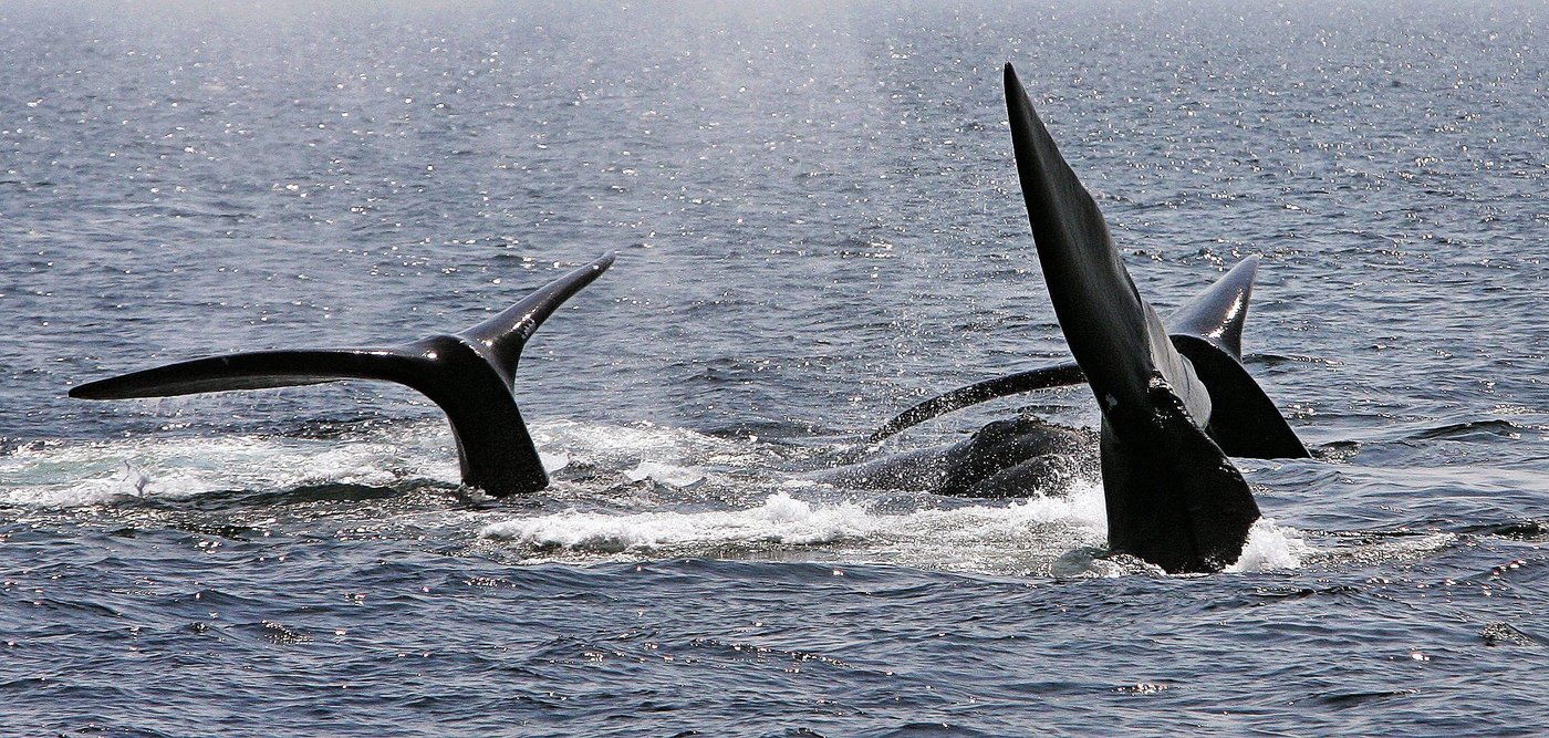Montréal accueille un sommet mondial sur les océans