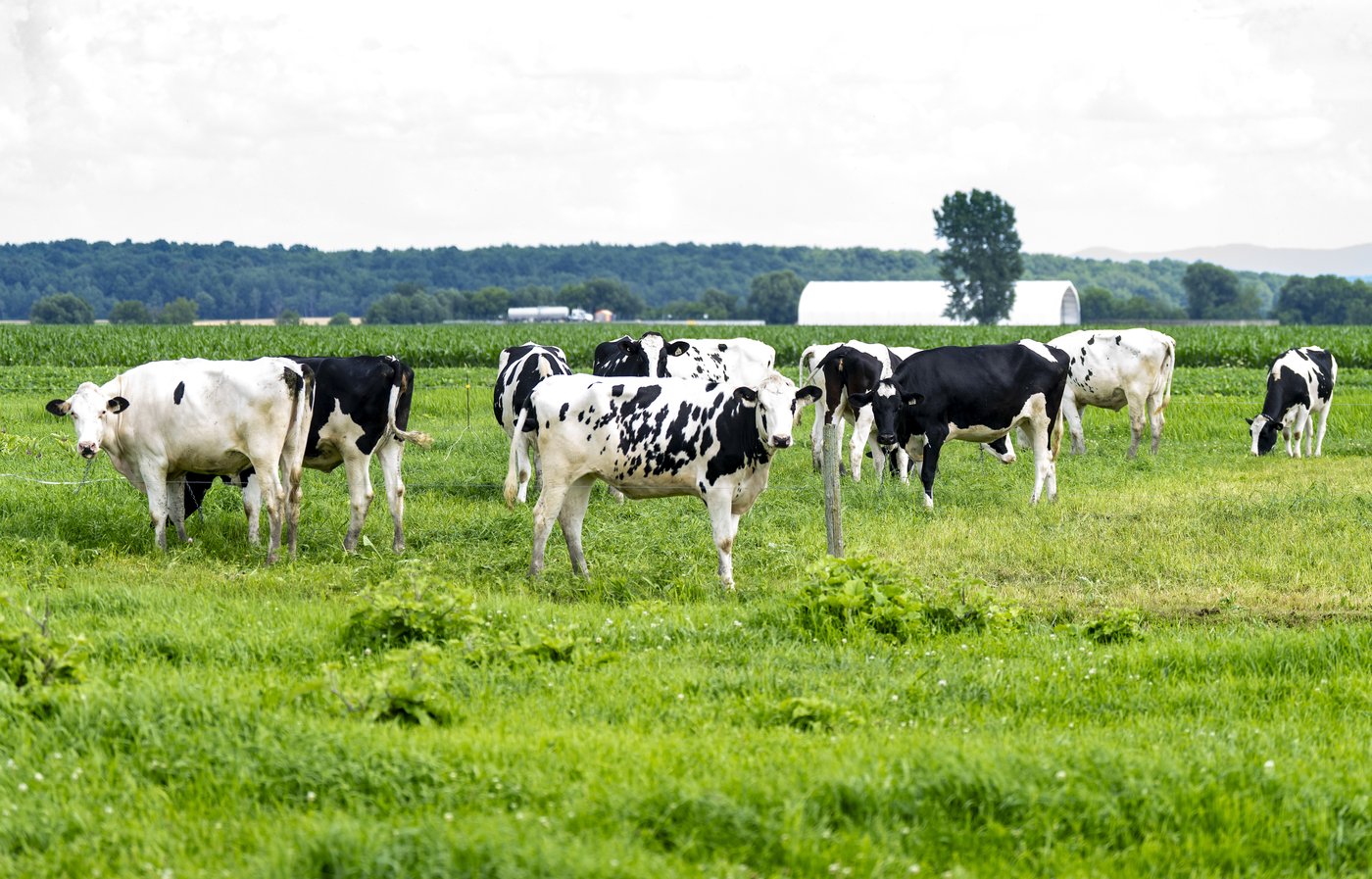 Les producteurs ont une confiance limitée que la gestion de l'offre sera protégée