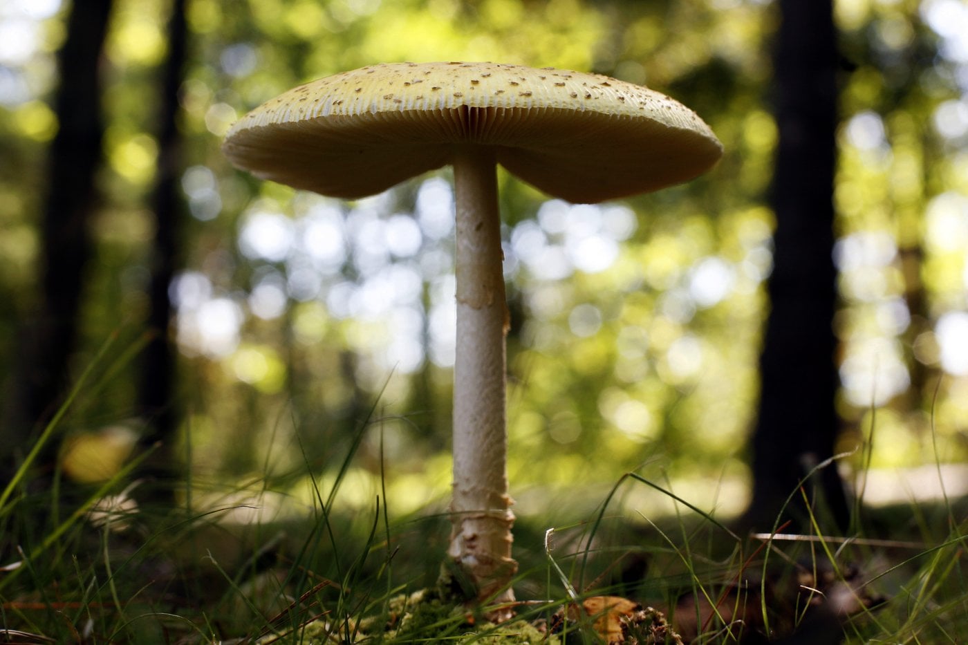 Les États-Unis imposent des droits de douane sur les champignons frais du Canada
