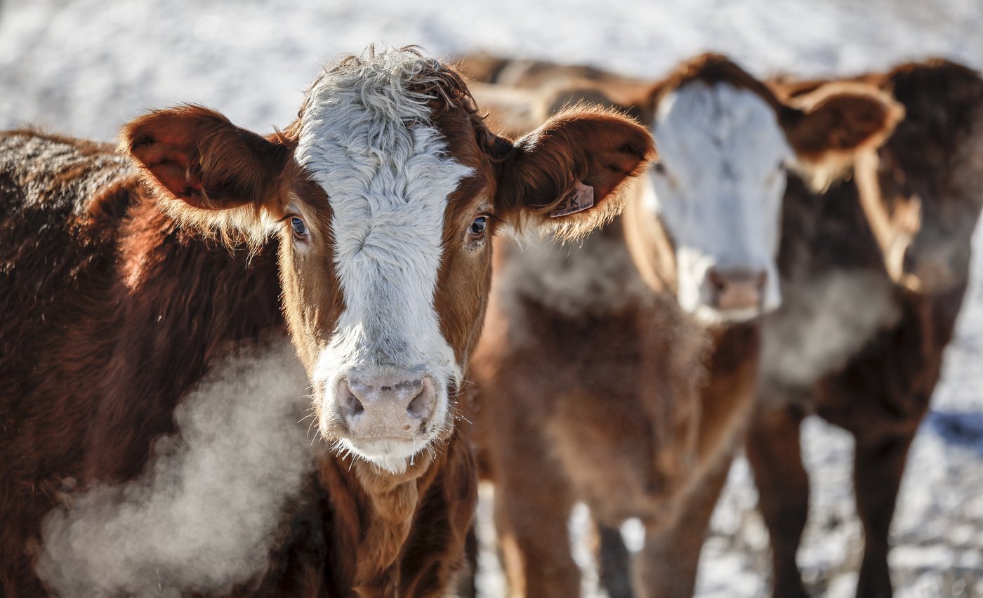 L'embargo chinois sur le boeuf canadien persiste encore après trois ans