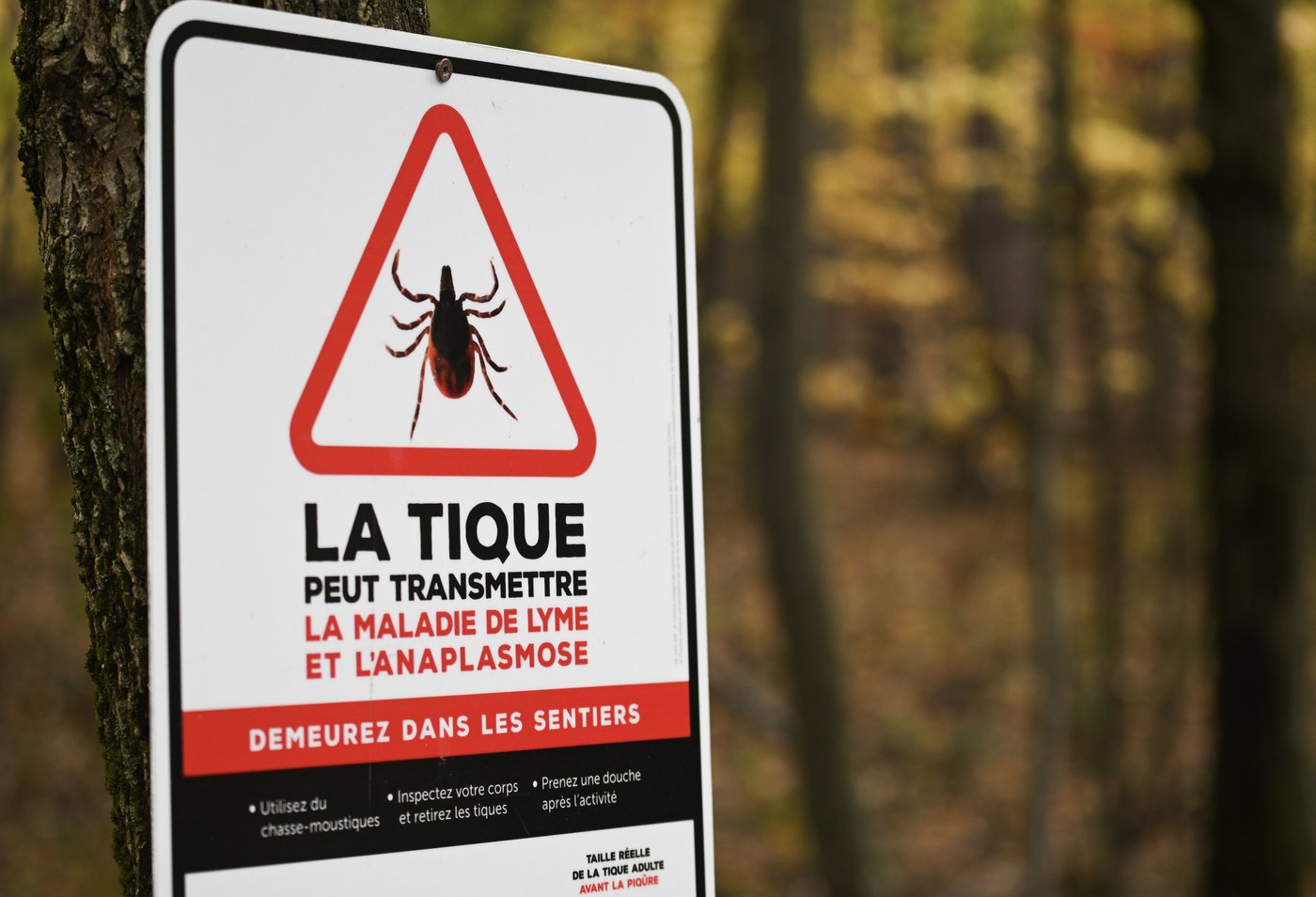 Québec lance un appel à la prudence concernant les piqûres de tiques et de moustiques