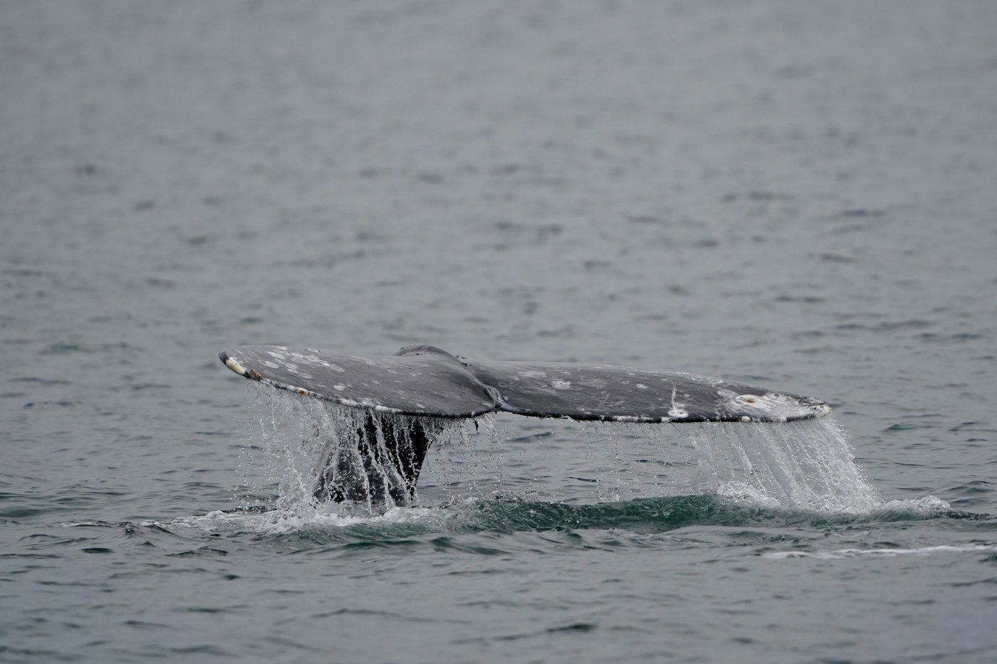 Une motomarine percute une baleine au large de Vancouver