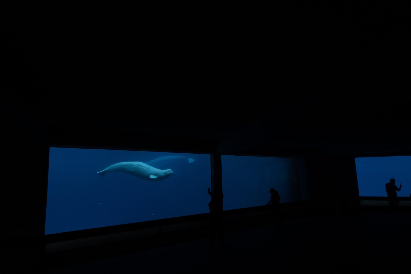 Un autre béluga est mort à Marineland; l'enquête de l'Ontario se poursuit