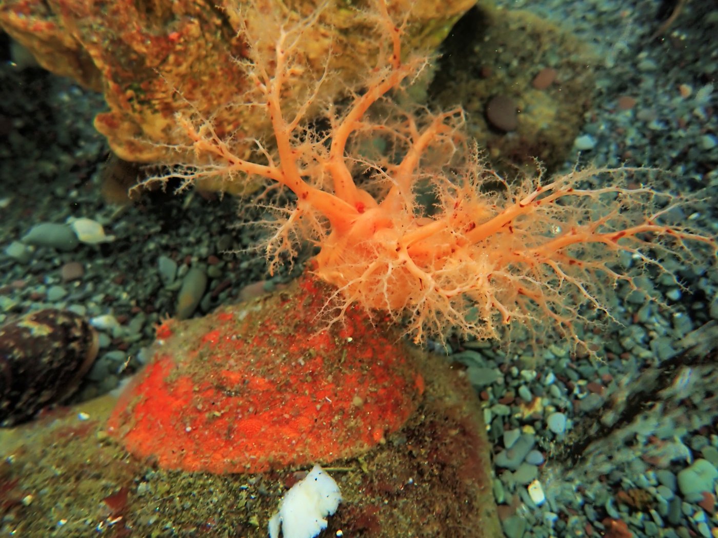 Les concombres de mer écarlates semblent avoir une chair «zombie»