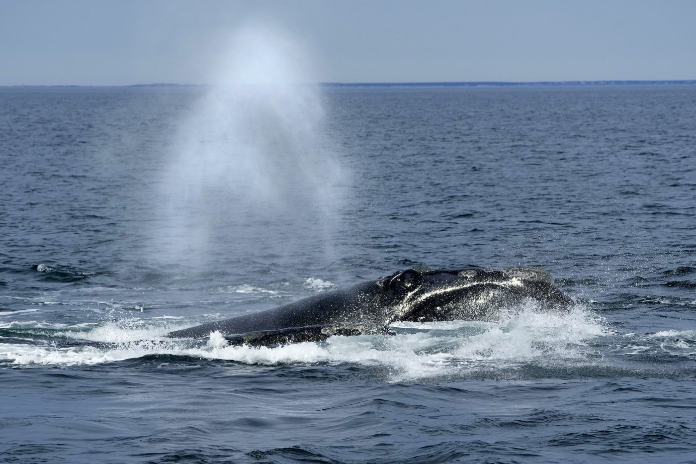 Une baleine noire empêtrée a été aperçue près de l'Île-du-Prince-Édouard