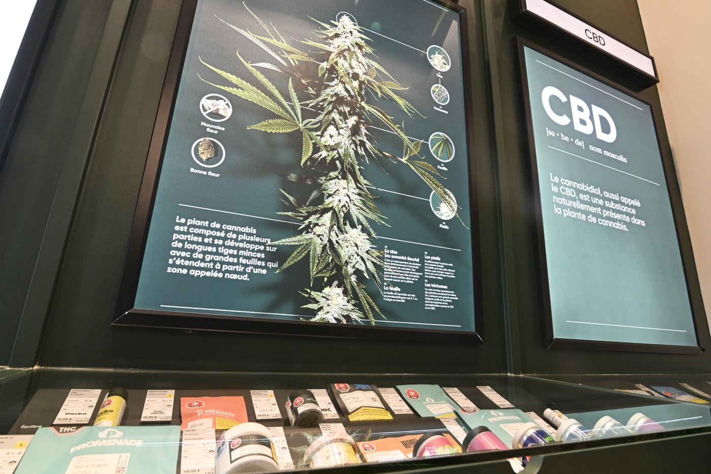 Le Conseil canadien du cannabis suspend ses activités en blâmant le marché illégal