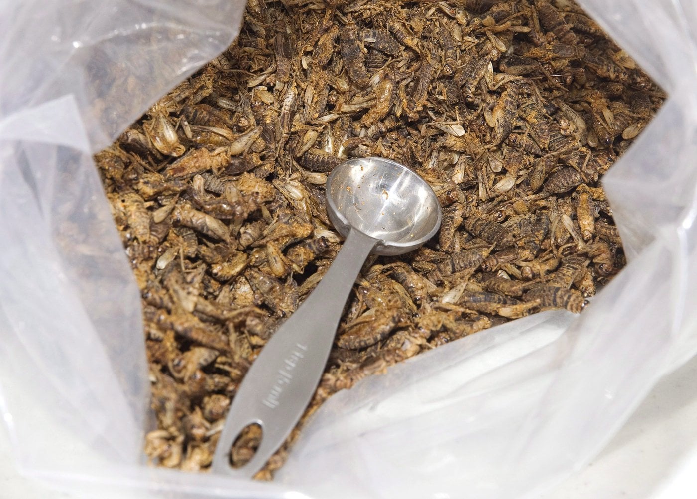 Plus de 40 % des participants à une étude sont ouverts à manger des insectes