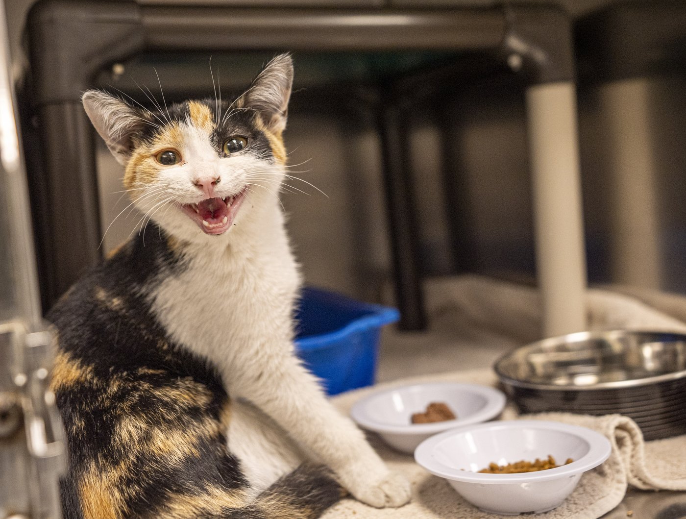 La SPCA de Montréal reçoit plus du double d'animaux abandonnés en juillet