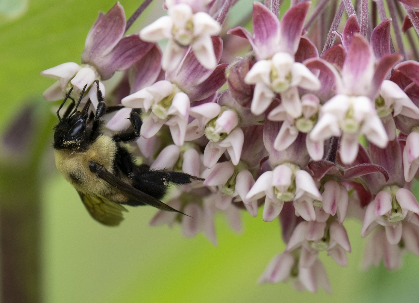 Un groupe renonce à contester des règlements municipaux relatifs aux pesticides