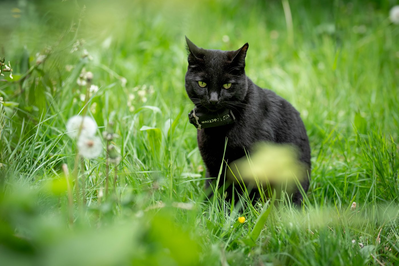 Un premier cas de rage du raton laveur chez un chat au Québec