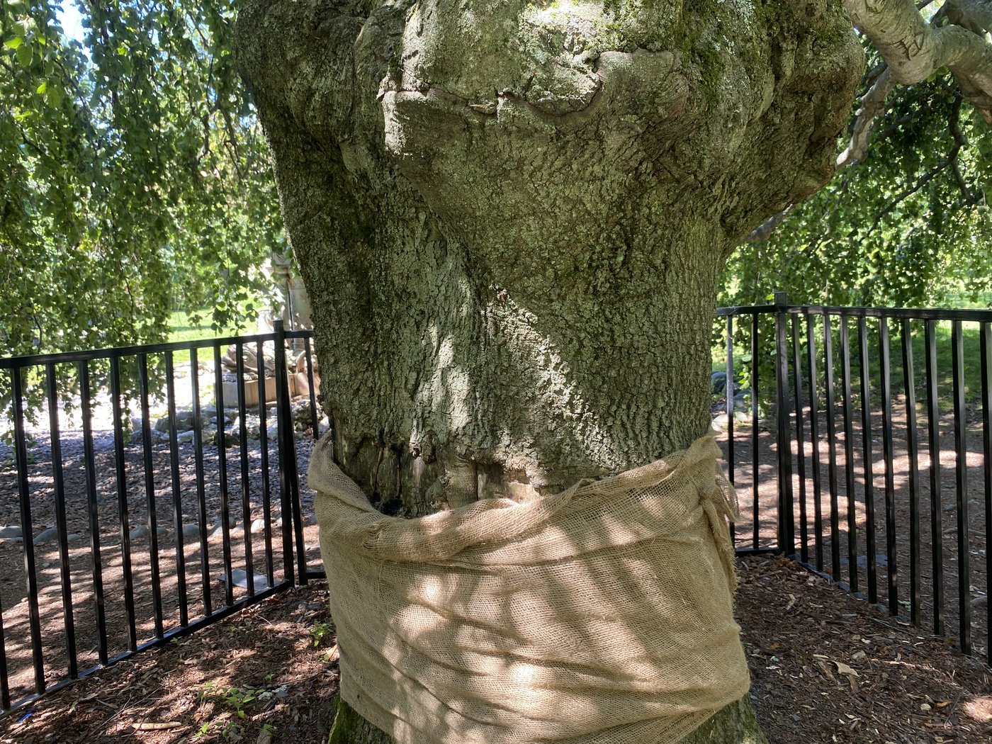 Un nouvel acte de vandalisme contre un arbre historique d'Halifax déjà endommagé