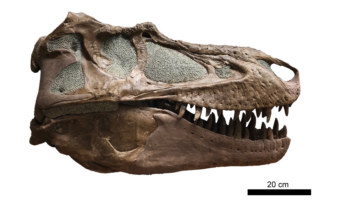Plus d'informations sur les restes d'un crâne de dinosaure découverts en C.-B.