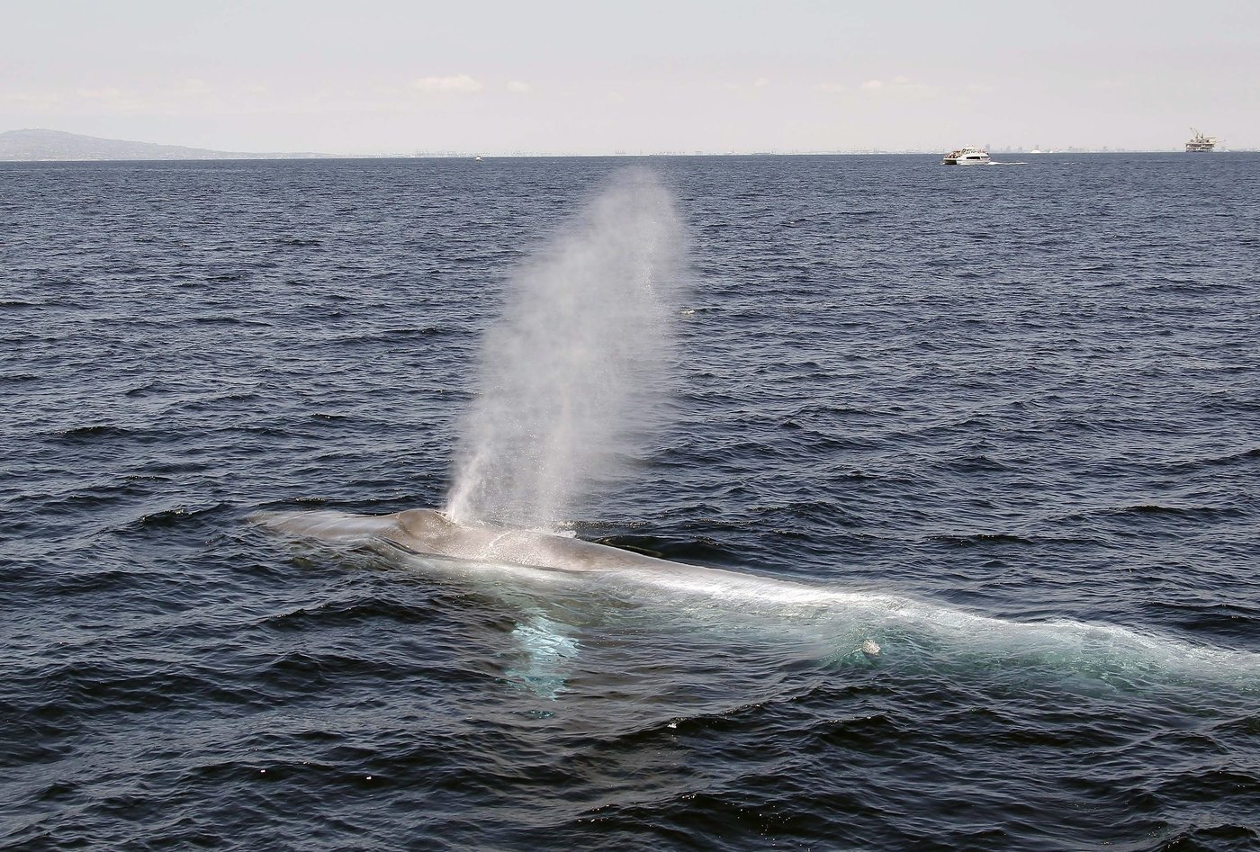 Réseau de surveillance marine novateur dans le Bas-Saint-Laurent