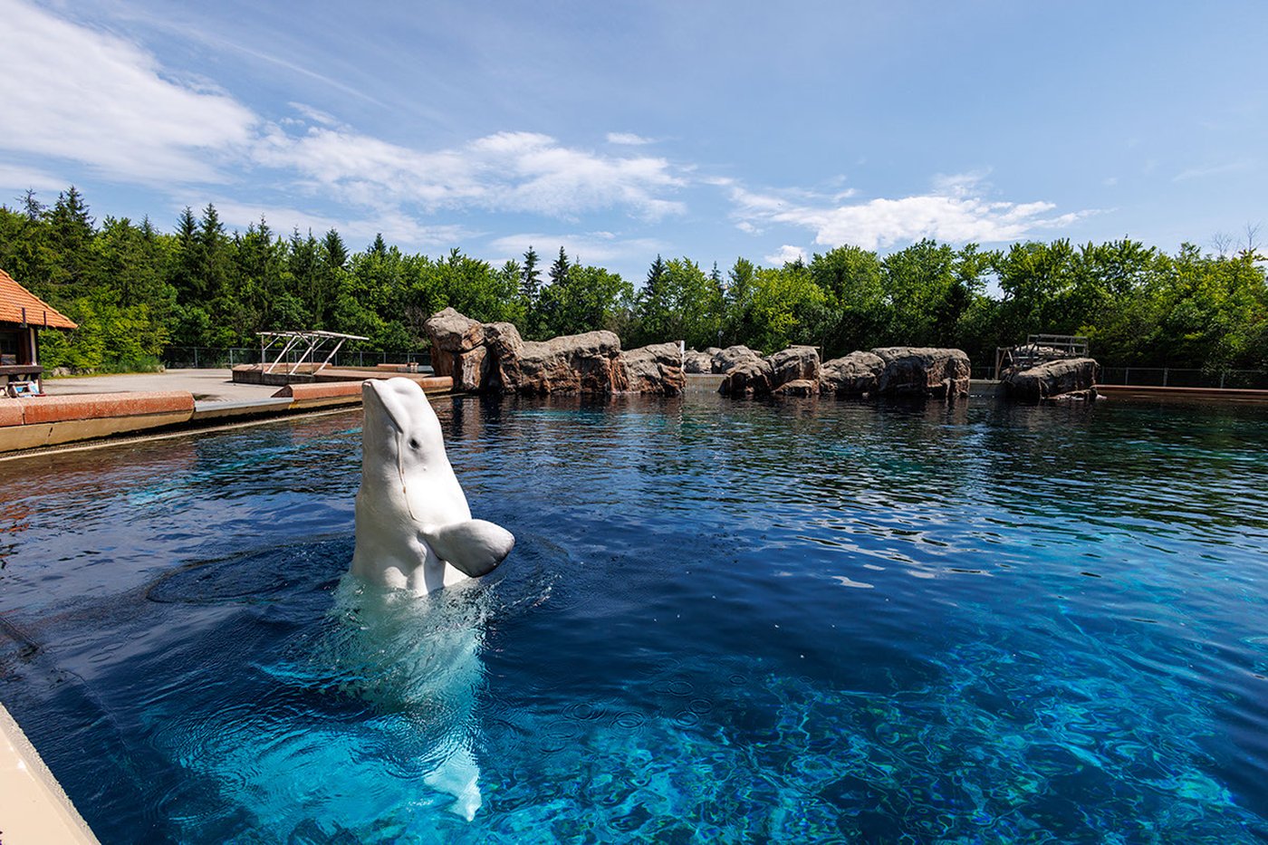 Six baleines quittent Marineland pour les États-Unis