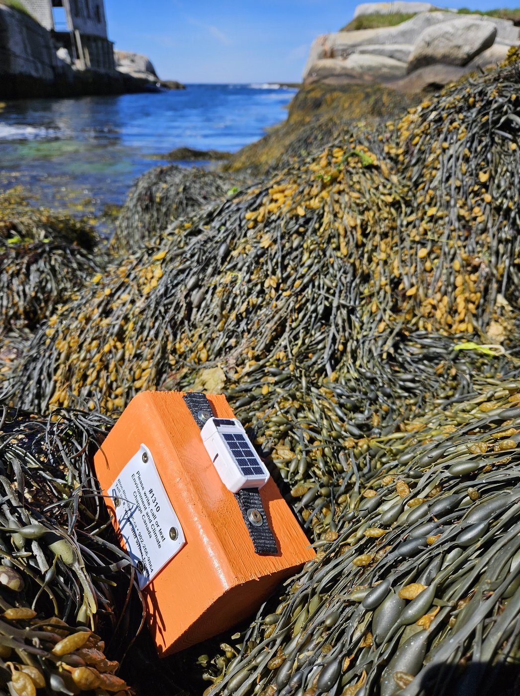 Des chercheurs utilisent du bois flotté pour étudier la mortalité des oiseaux marins