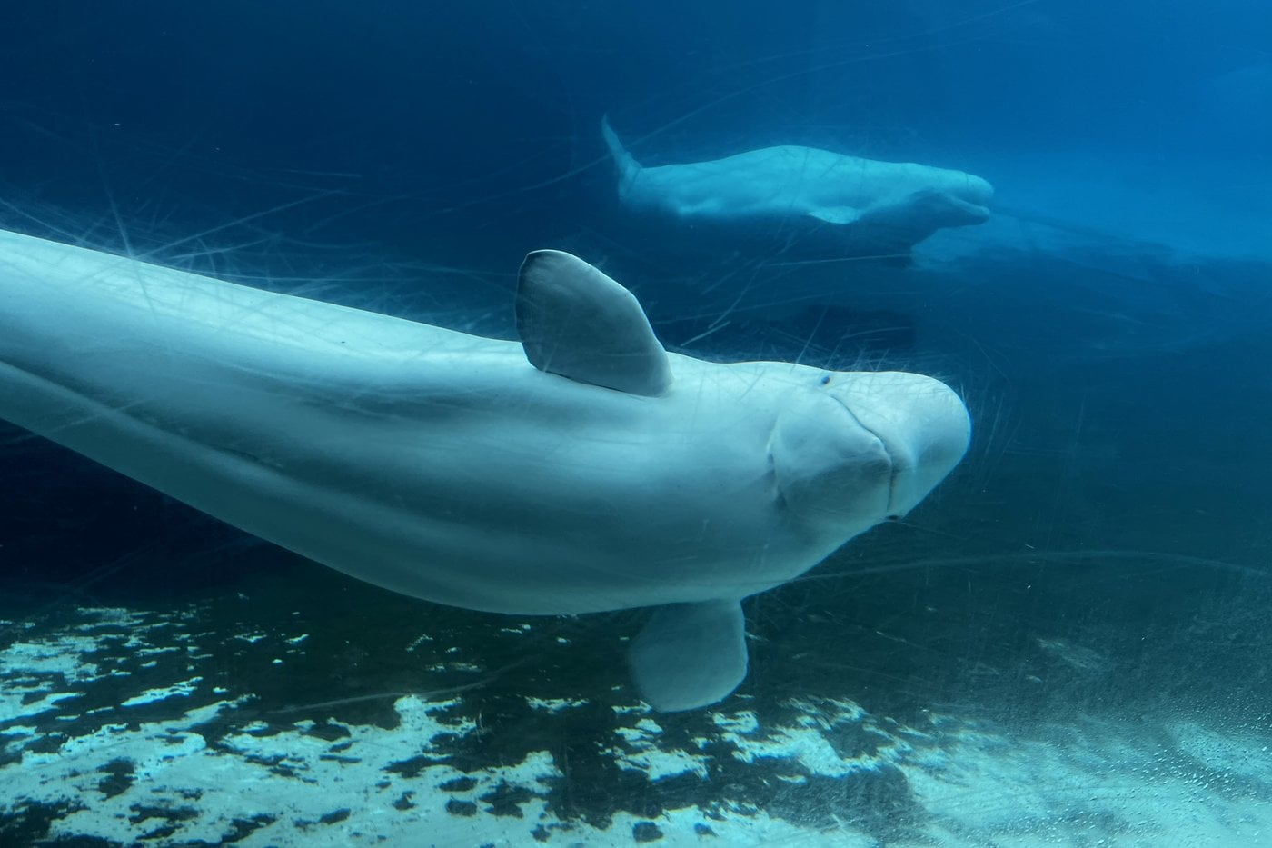 Les bélugas de Marineland sont encore en vie après l'expiration du délai d'euthanasie