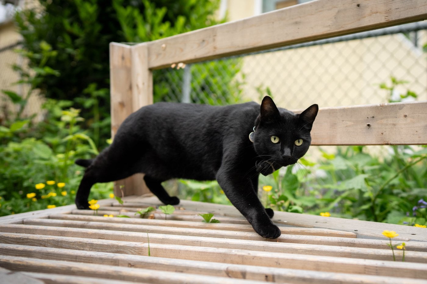 Un deuxième chat a contracté la rage en Montérégie, rapporte Santé Québec