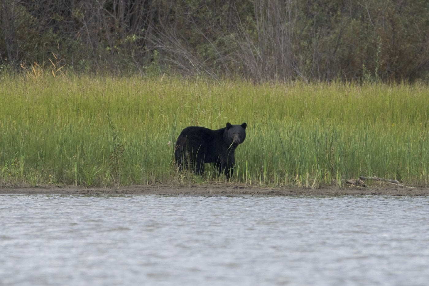 Un ours abattu par la GRC en C.-B. avait attaqué un enfant à Maple Ridge