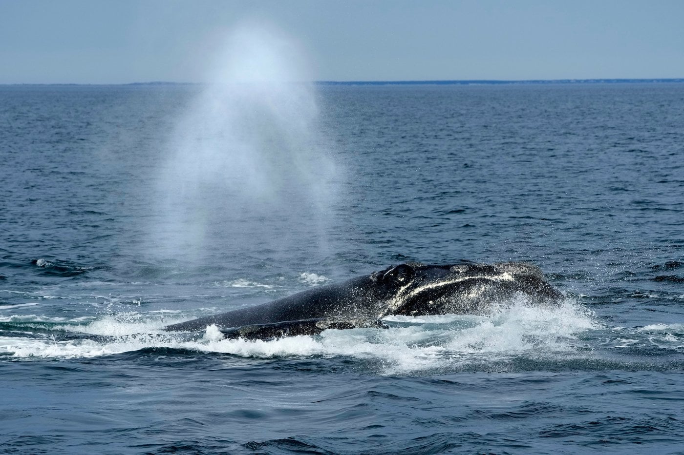 Une note du MPO met en garde contre un projet de loi qui menace les baleines noires