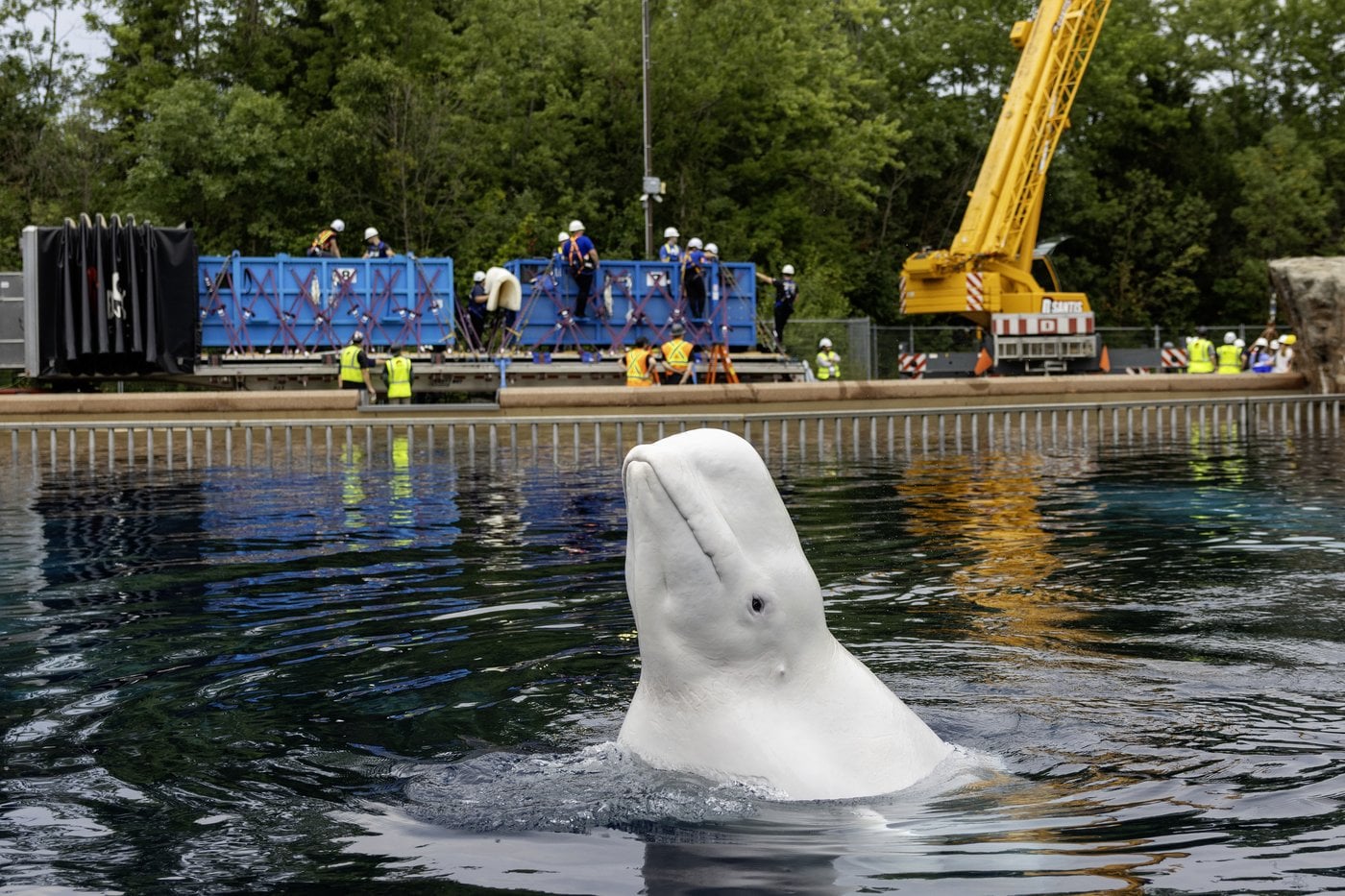 Six autres baleines quittent Marineland pour rejoindre des aquariums américains