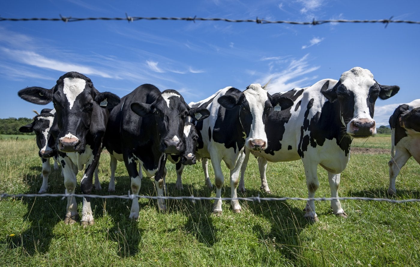 Les producteurs laitiers mettent en garde contre toute concession face aux États-Unis