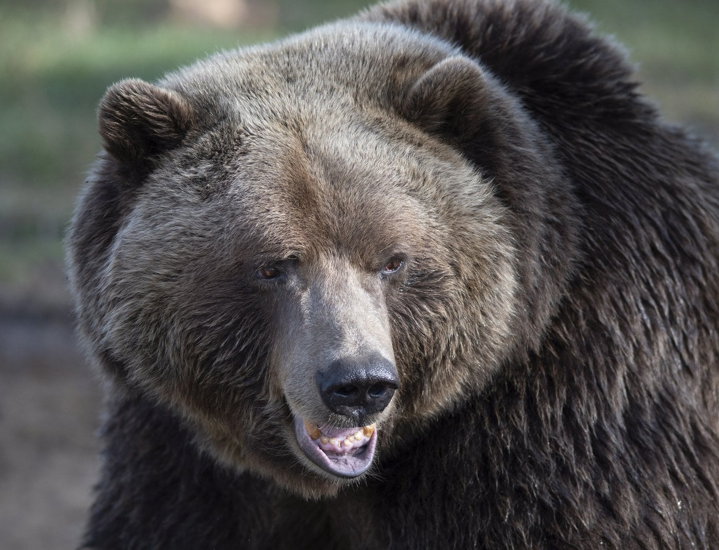 Une femme de 72 ans a été grièvement blessée par un grizzli en Colombie-Britannique