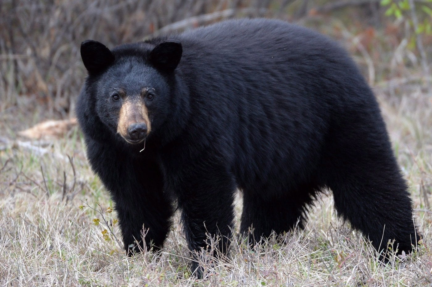 Une fillette de 3 ans attaquée par un ours noir devant son domicile en C.-B.