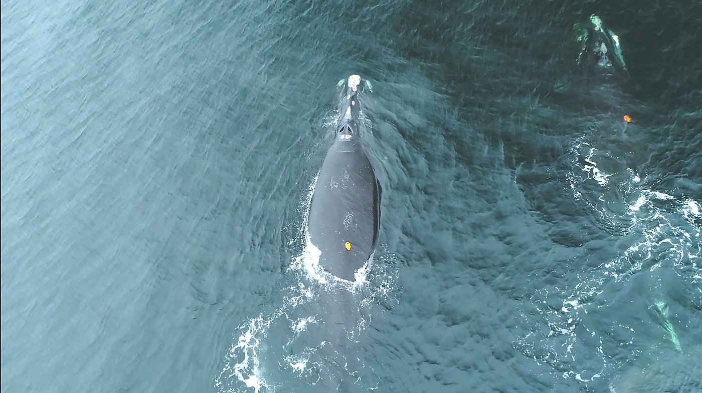 N.-É.: les baleines noires seraient plus à risque de collisions la nuit