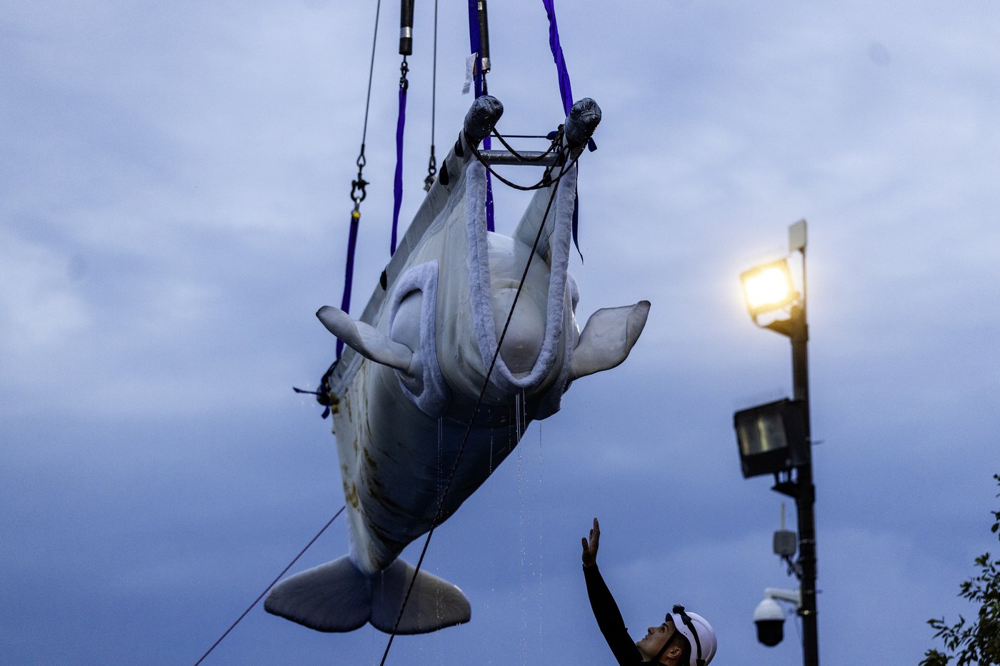 Deux baleines meurent dans un aquarium de Chicago, dont une provenant de Marineland