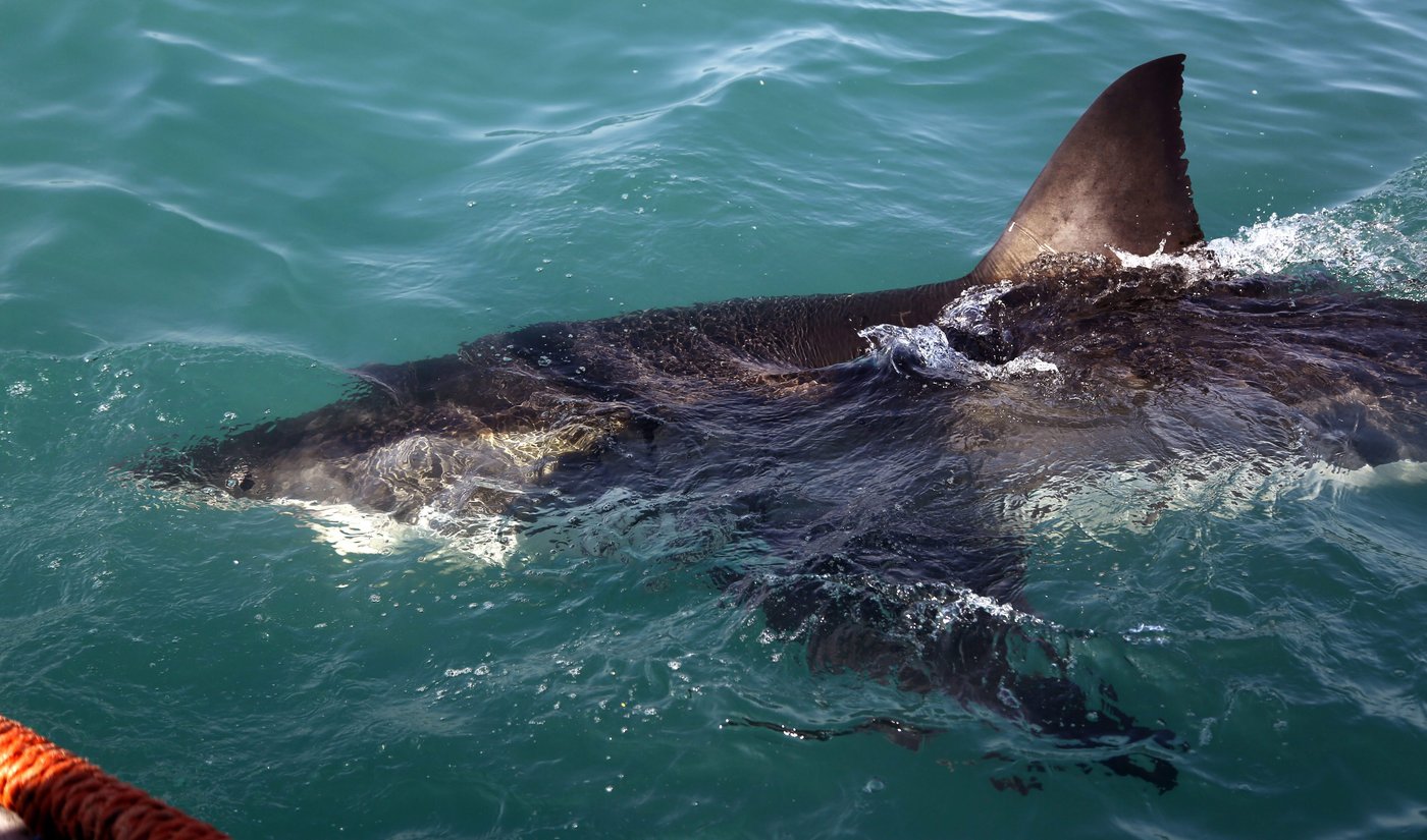 Un requin blanc aurait attaqué un plongeur à Percé