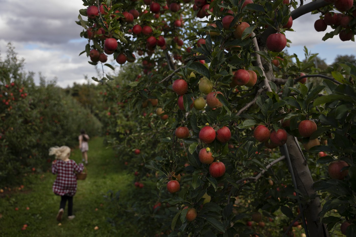 L'été pluvieux fait place à une saison des pommes «extraordinaire»