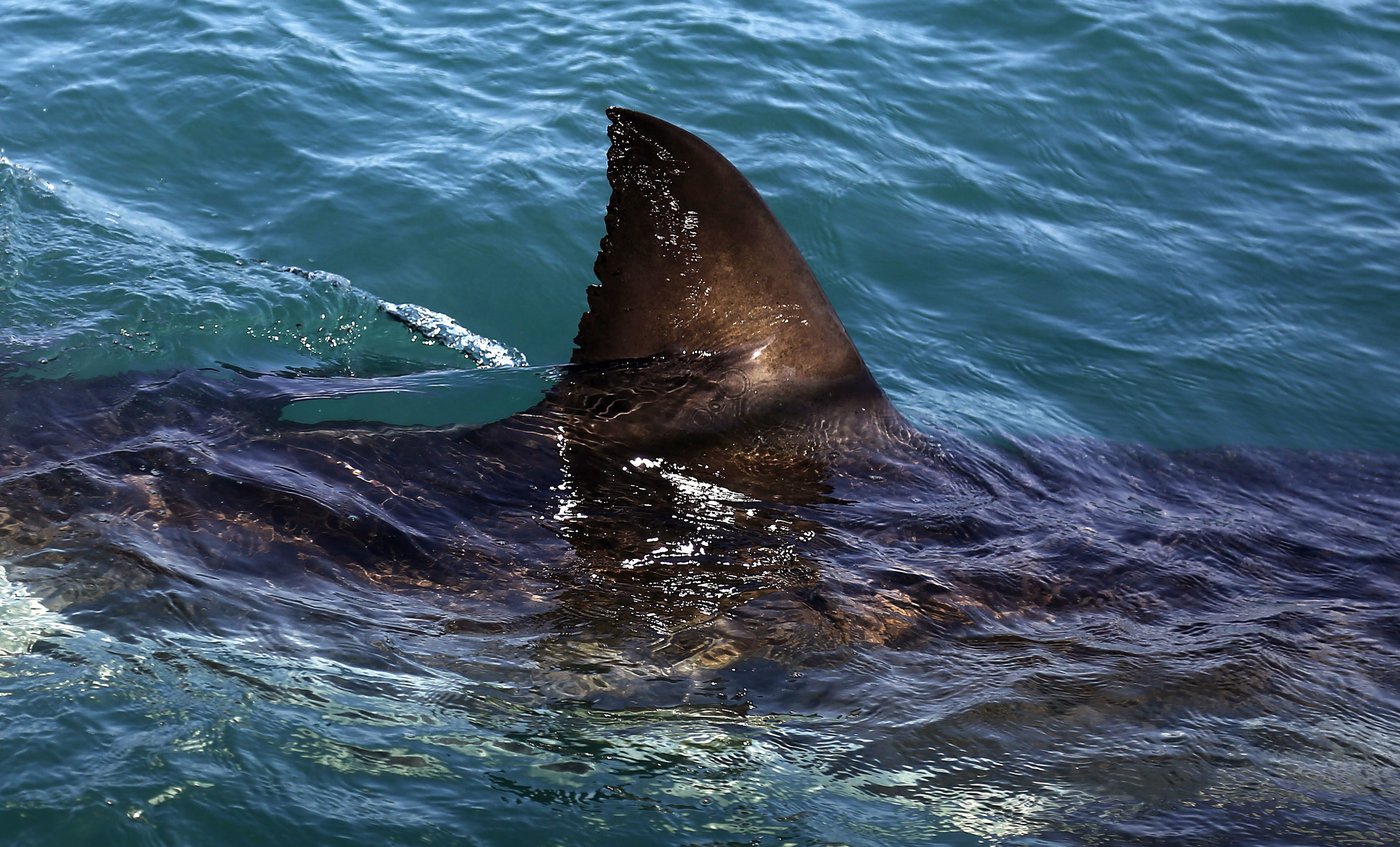 Requin blanc: le plongeur de Percé était conscient après le «contact»