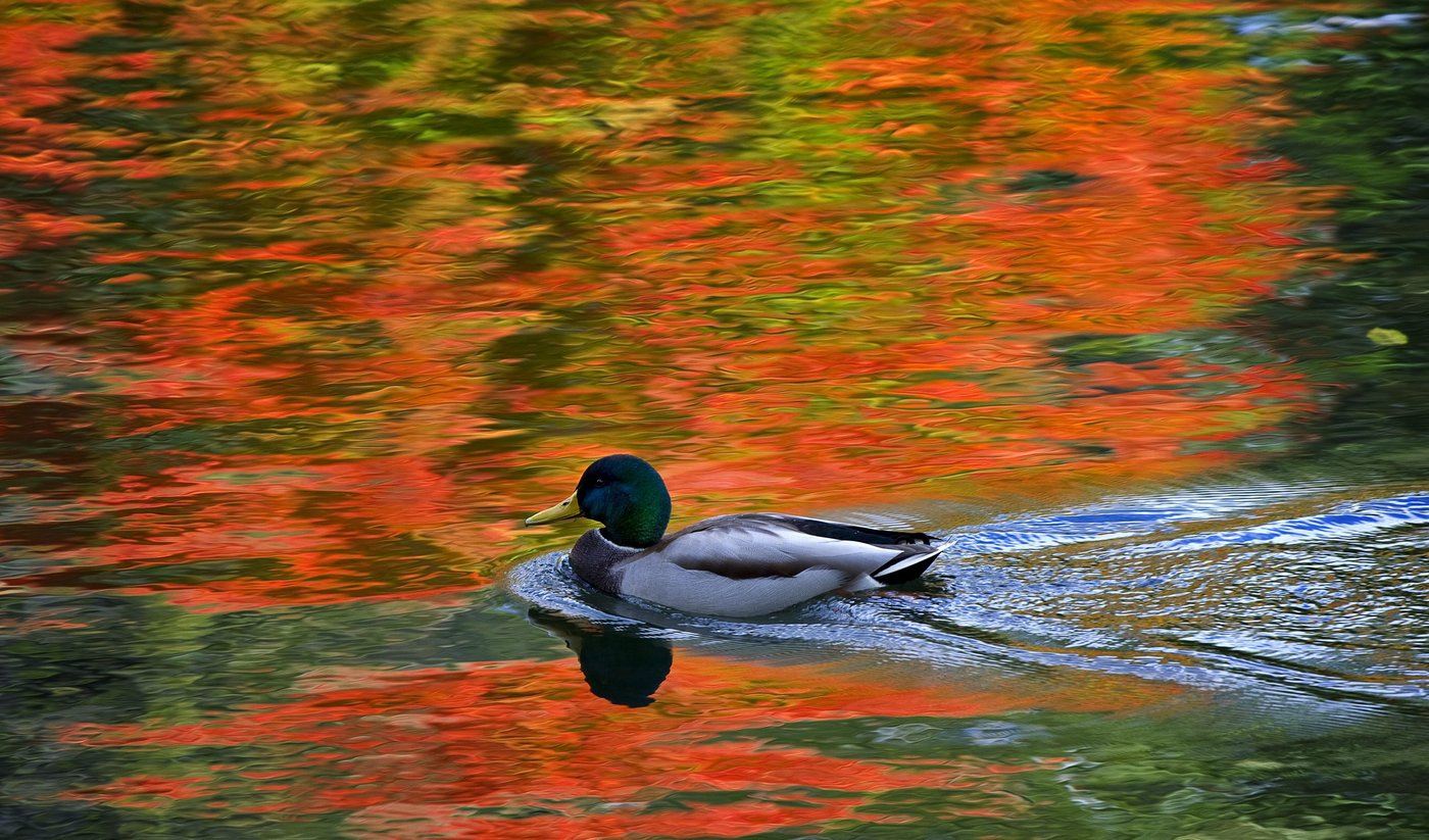 Automne 2026: températures au-dessus de la moyenne et hiver retardé