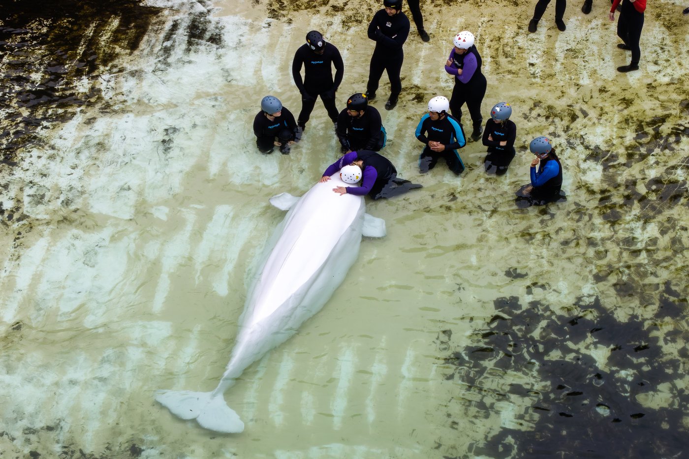 L'aquarium de Chicago fait le point sur l'état de santé des bélugas de Marineland