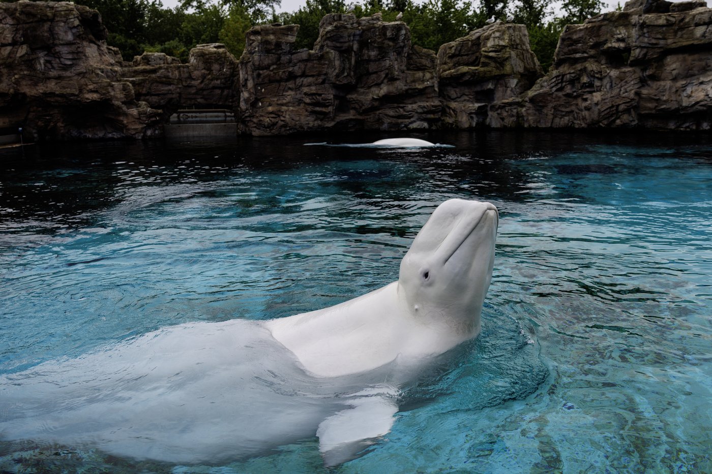Les bélugas de Marineland morts à Chicago souffraient d'une maladie chronique
