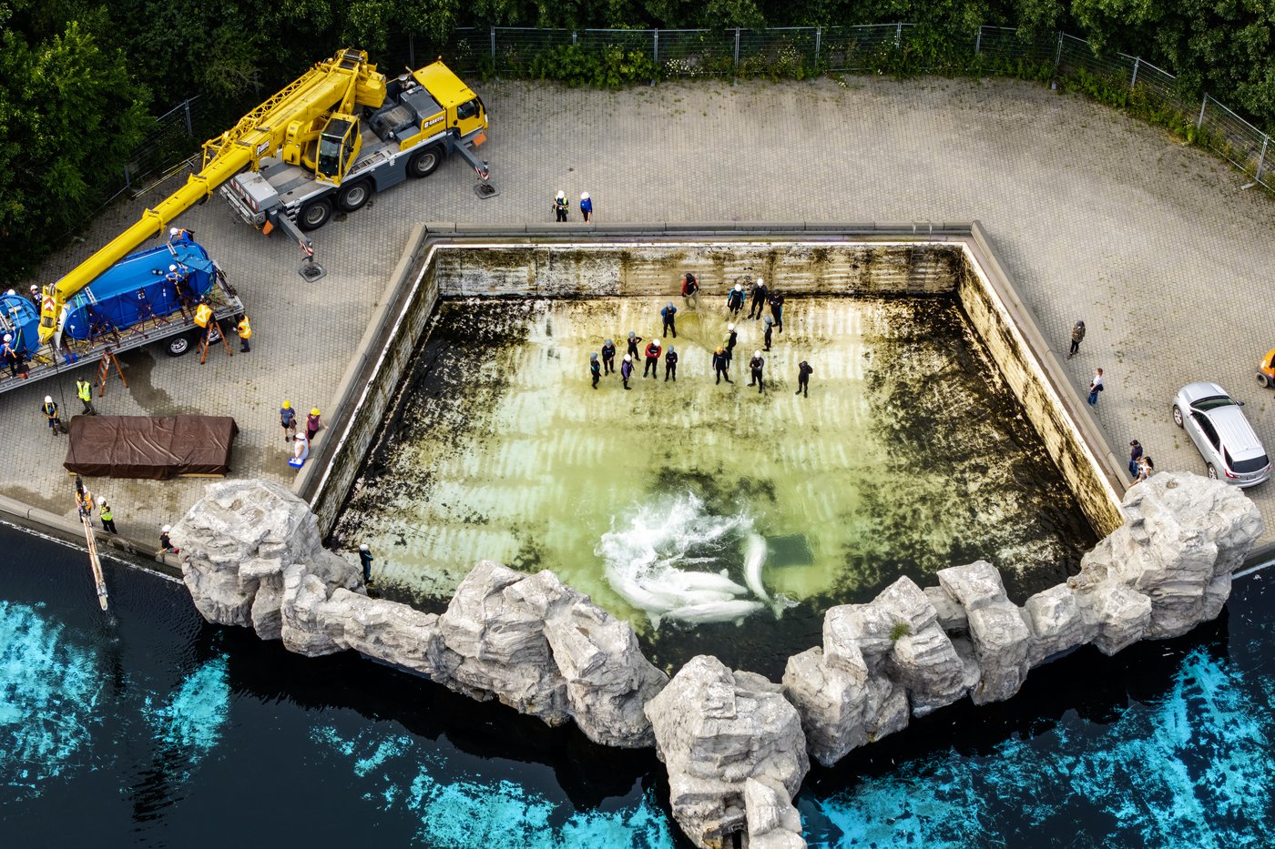 Un quatrième béluga de Marineland est mort après avoir été déplacé