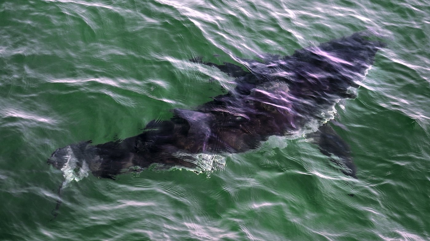 Le plongeur attaqué par un requin blanc à Percé serait dans un état stable