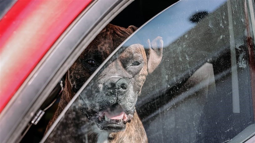 Lors des journées de grandes chaleurs, les chiens restent à la maison