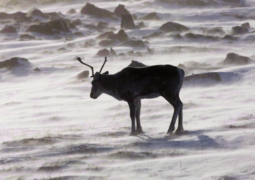 Près de 5000 espèces présentent un certain niveau de risque de disparition au Canada