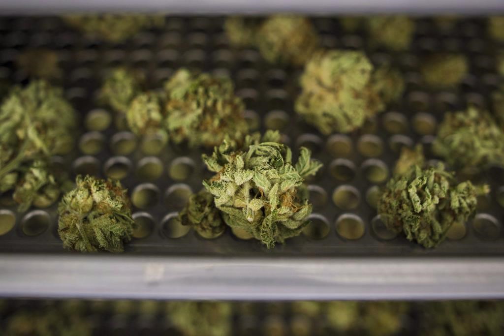 Légalisation du cannabis au Canada: les conséquences de la loi scrutées à la loupe