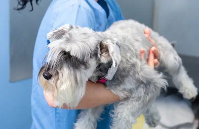 La gestion des médailles d’animaux à Chambly, bientôt possible via internet